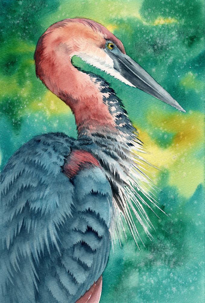 Tricolored Heron with Blue & Purple Feathers Watercolor Painting Print 100% Australian Made
