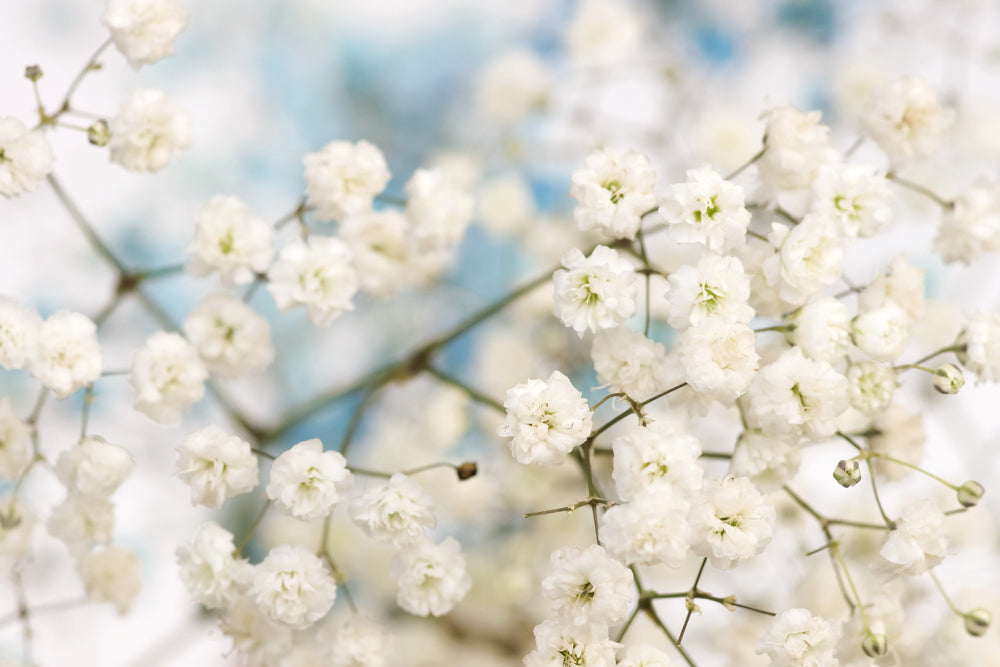 White Flowers Closeup Photograph Home Decor Premium Quality Poster Print Choose Your Sizes