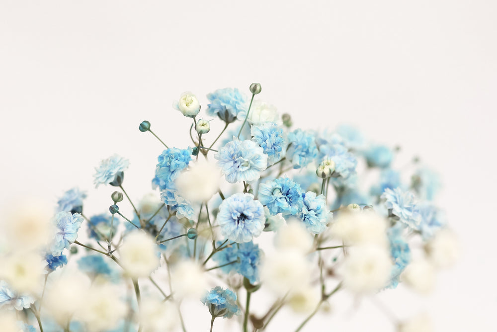 Blue & White Flowers Closeup Photograph Print 100% Australian Made