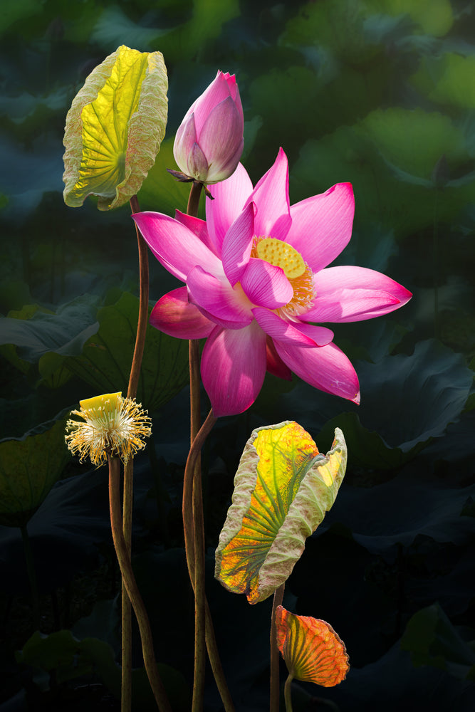 Lotus Flower Digital Painting Print 100% Australian Made