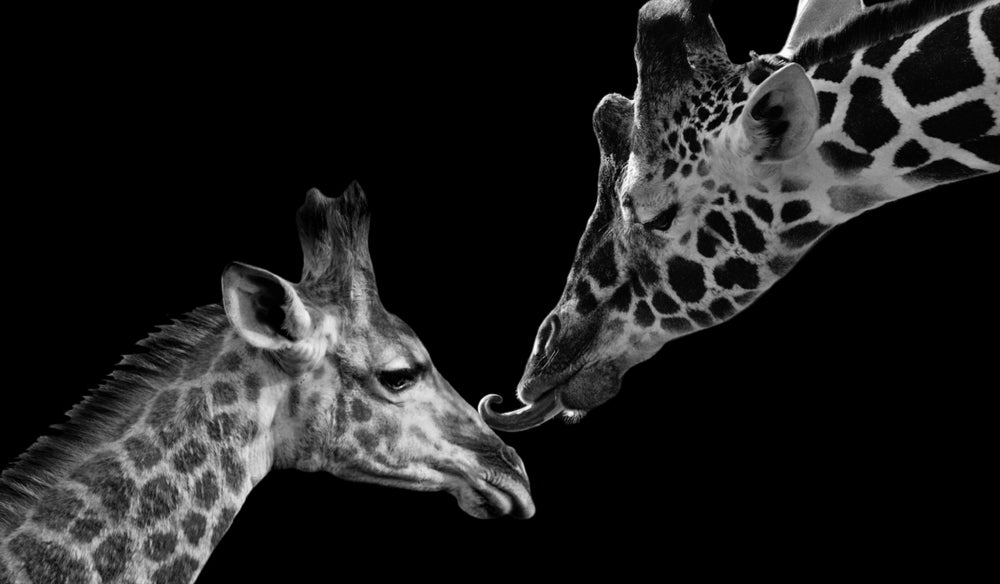 Giraffes B&W Portrait Photograph Print 100% Australian Made