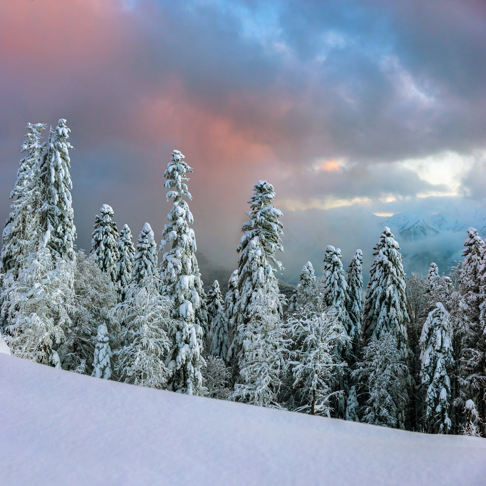 Square Canvas Forest Covered with Snow Photograph High Quality Print 100% Australian Made