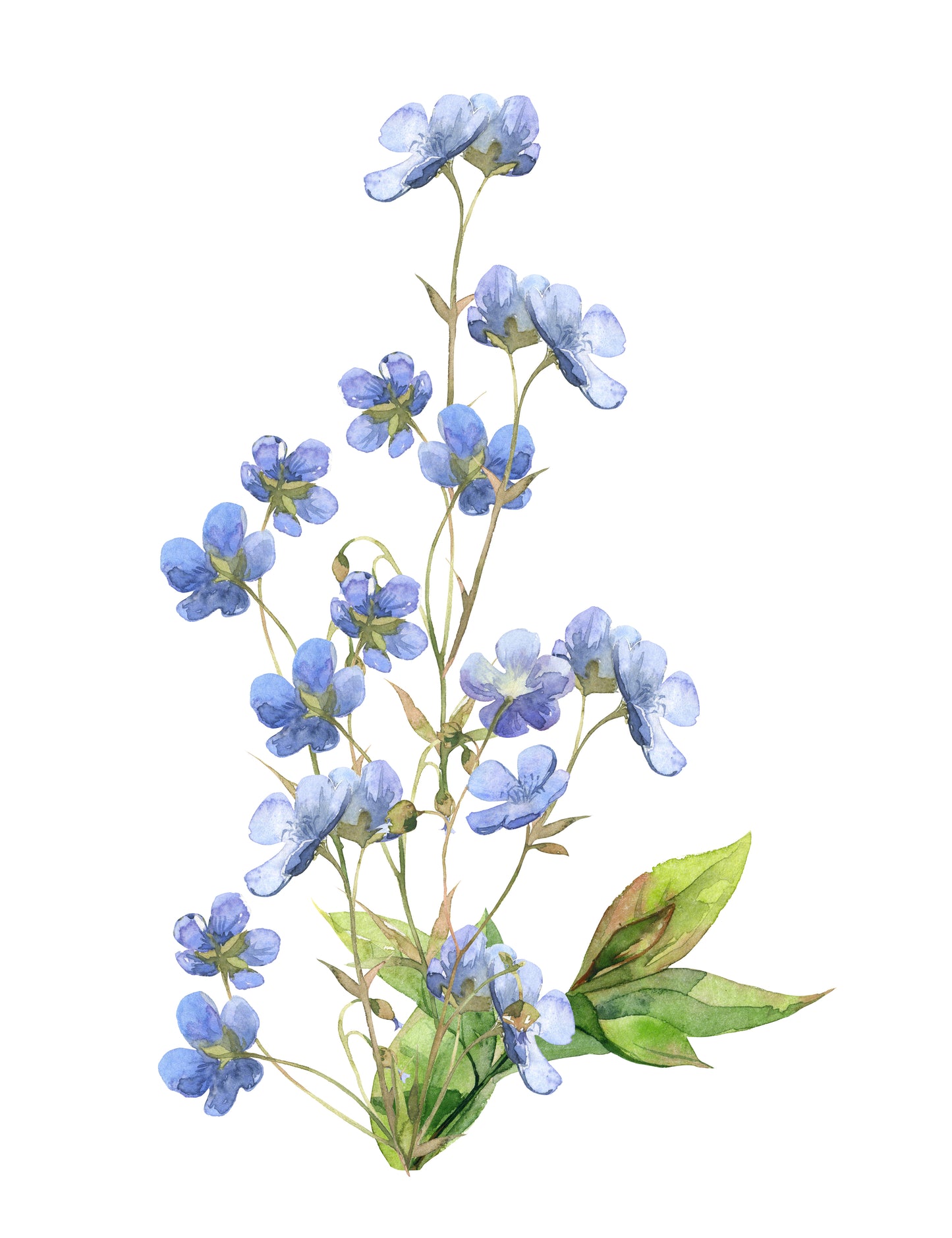 Blue Flower Plant Watercolor Painting Print 100% Australian Made