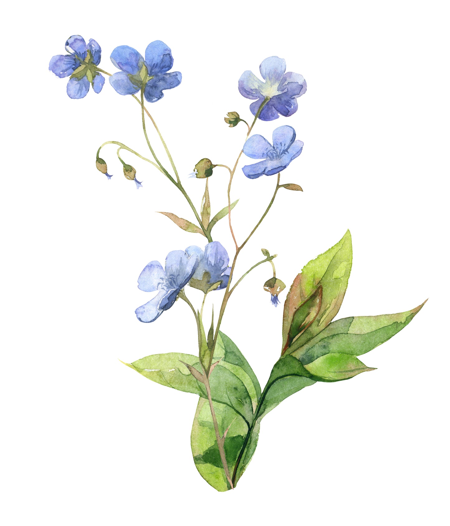 Blue Flower Plant Watercolor Painting Print 100% Australian Made