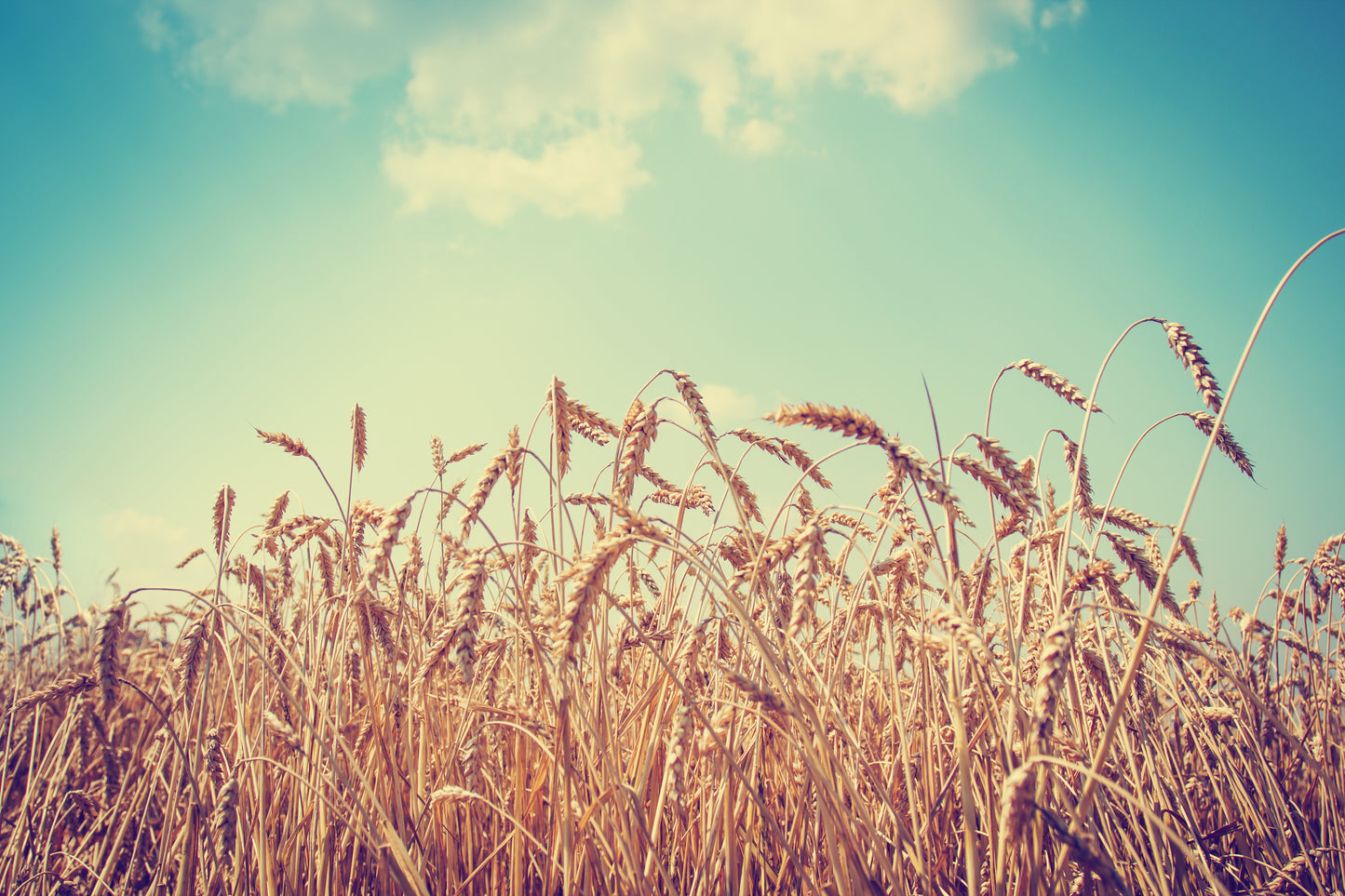 Wheat Field Closeup Photograph Print 100% Australian Made
