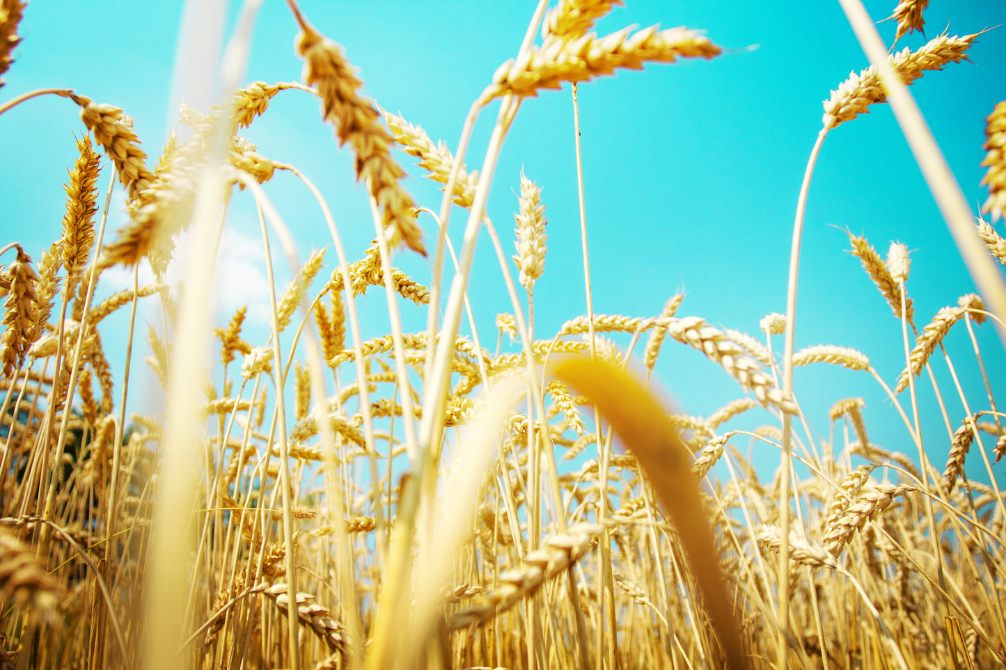 Wheat Field Closeup Photograph Print 100% Australian Made