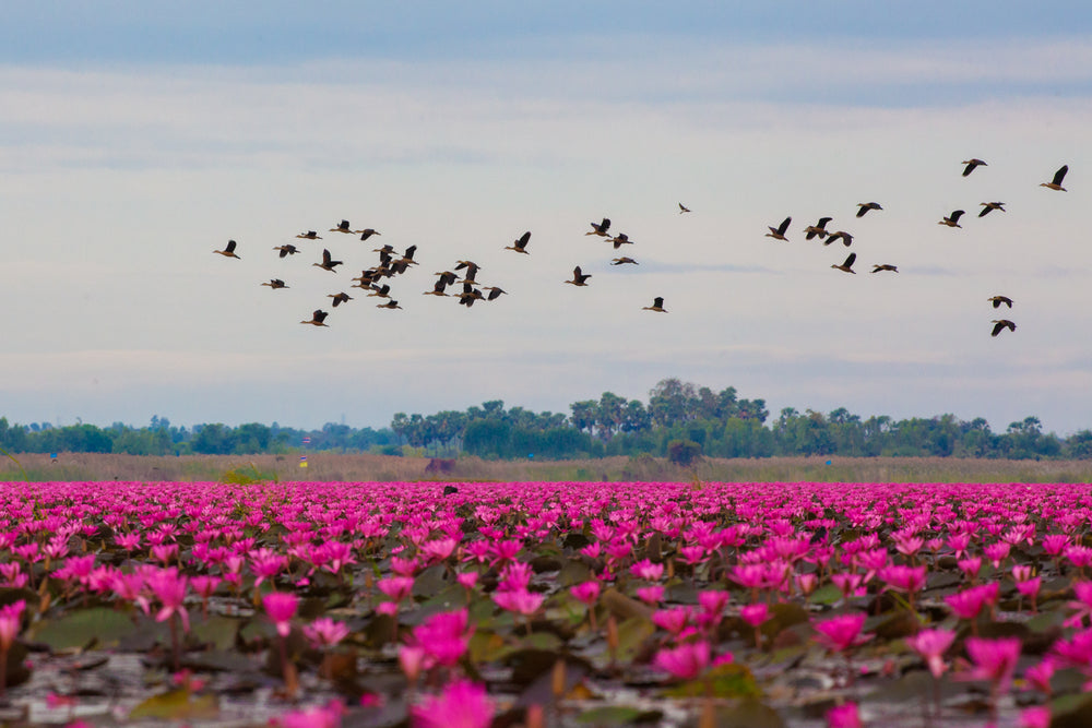 Birds Flying Over Flower Field Photograph Print 100% Australian Made