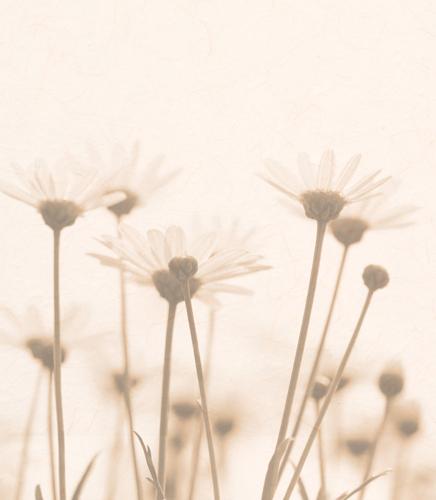 Square Canvas Flowers Design High Quality Print 100% Australian Made