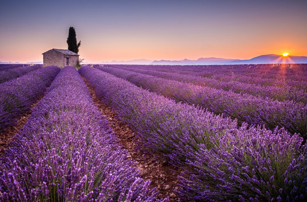 Lavender Field Scenery Photograph Home Decor Premium Quality Poster Print Choose Your Sizes