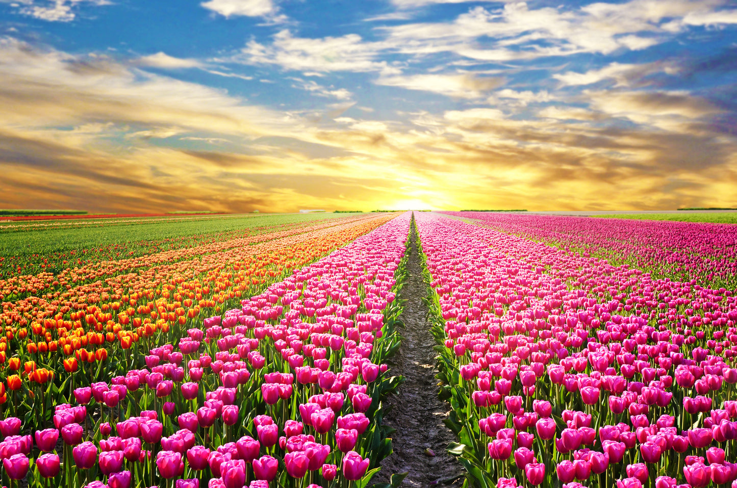 Tulip Flower Field at Sunset Scenery Photograph Print 100% Australian Made
