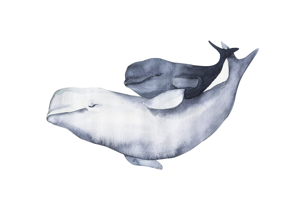 Dolphins Pair Watercolor Painting Home Decor Premium Quality Poster Print Choose Your Sizes