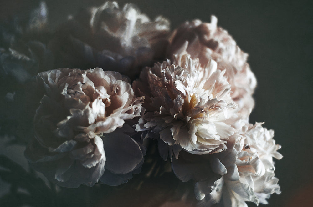 Pink Peony Flowers Closeup Photograph Home Decor Premium Quality Poster Print Choose Your Sizes