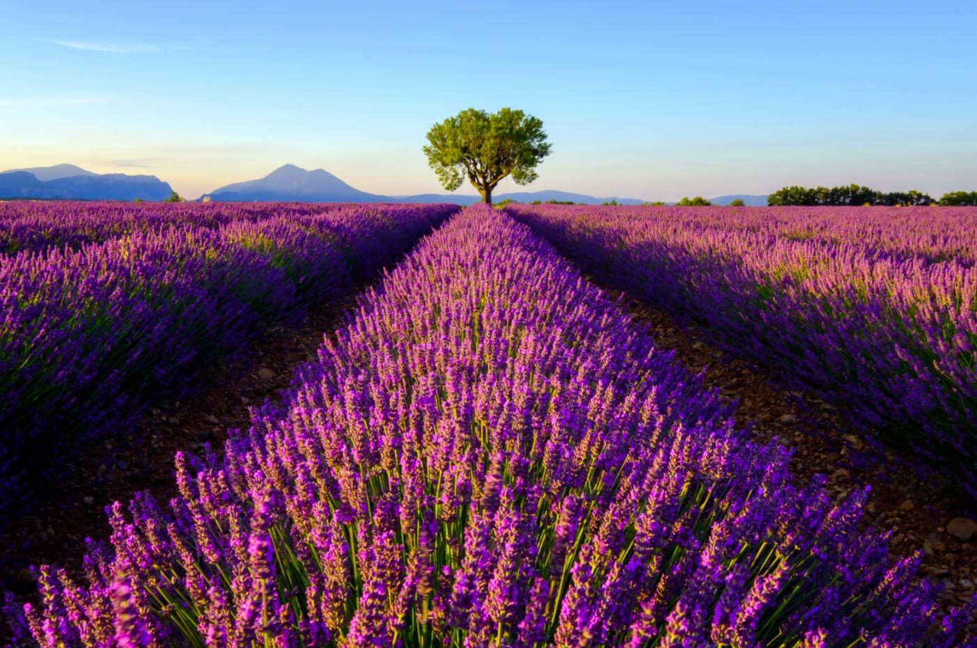 Lavender Field Scenery Photograph Home Decor Premium Quality Poster Print Choose Your Sizes