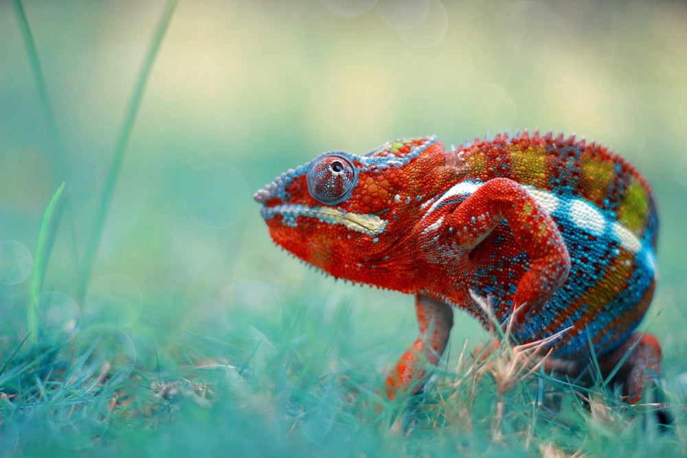 Colorful Chameleon Photograph Home Decor Premium Quality Poster Print Choose Your Sizes