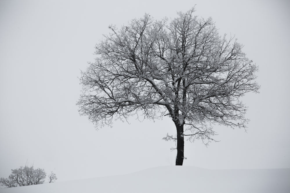 Tree on Snow Scenery Photograph Home Decor Premium Quality Poster Print Choose Your Sizes