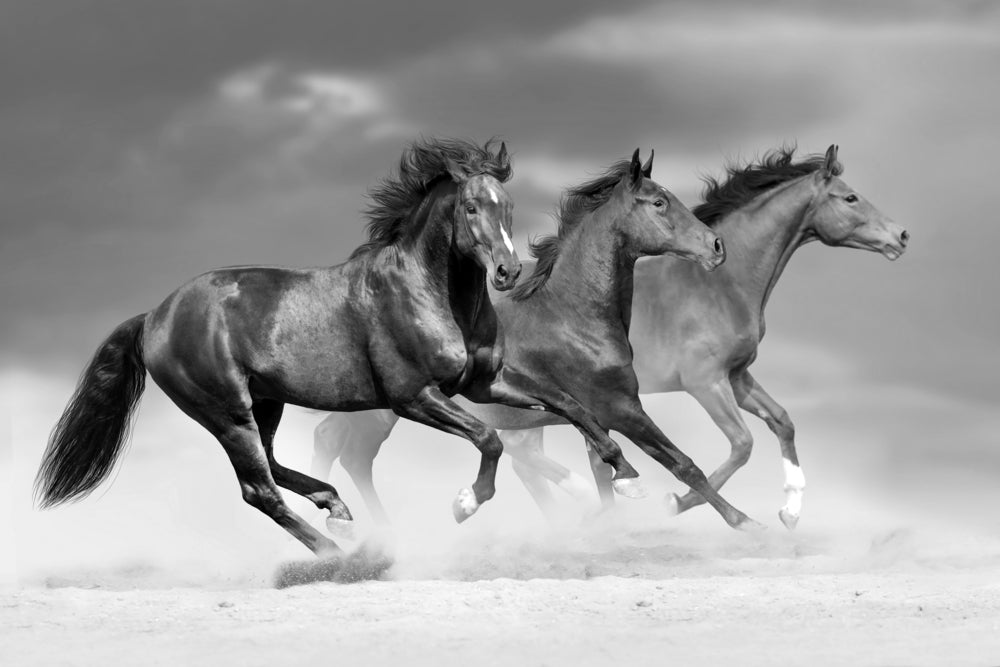 Running Horses B&W Photograph Print 100% Australian Made