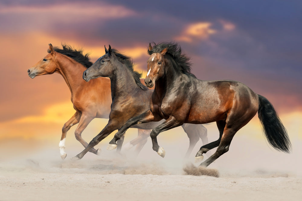 Horses Running on Sand Photograph Home Decor Premium Quality Poster Print Choose Your Sizes