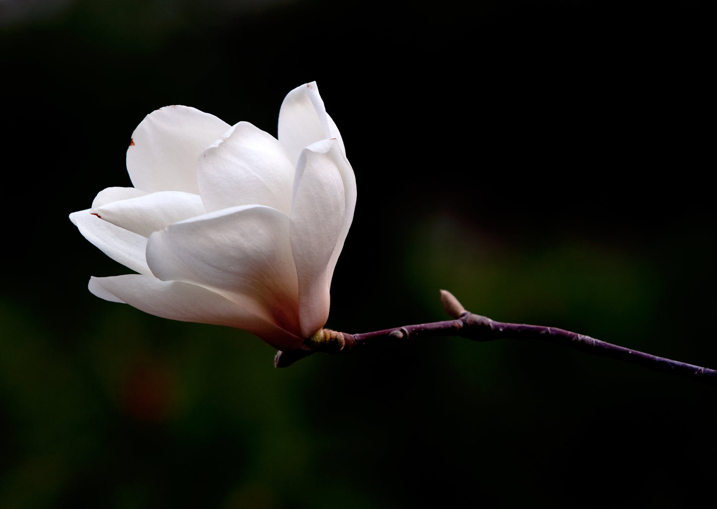 Small White Flower Closeup Photograph Print 100% Australian Made