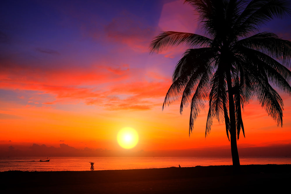 Stunning Beach with Palm Tree Sunset View Photograph Print 100% Australian Made