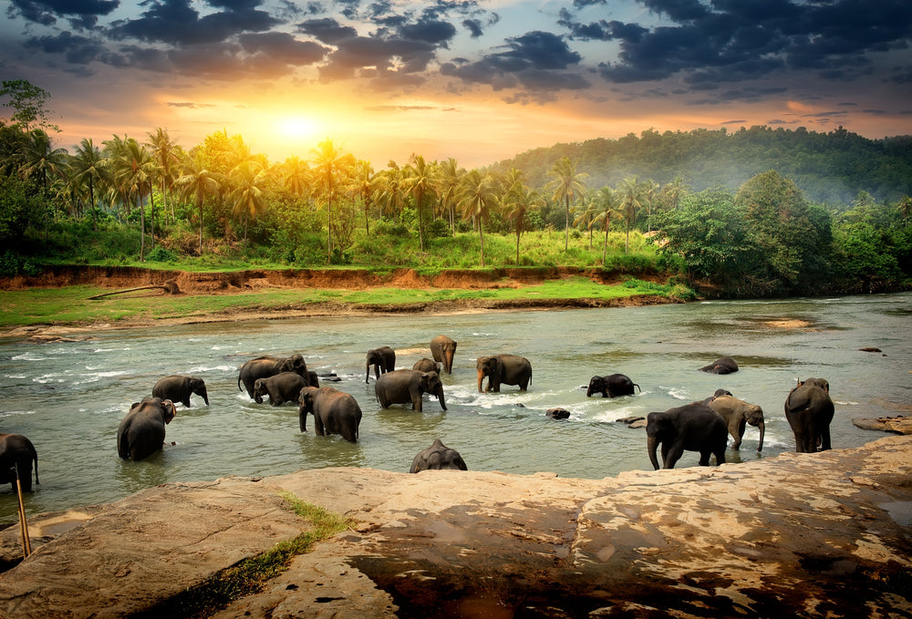 Elephants in River Photograph Home Decor Premium Quality Poster Print Choose Your Sizes