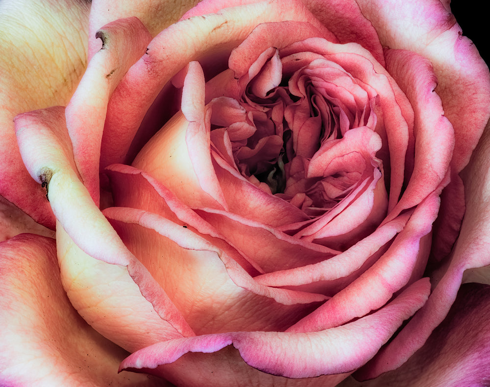 Rose Flower Closeup Photograph Home Decor Premium Quality Poster Print Choose Your Sizes