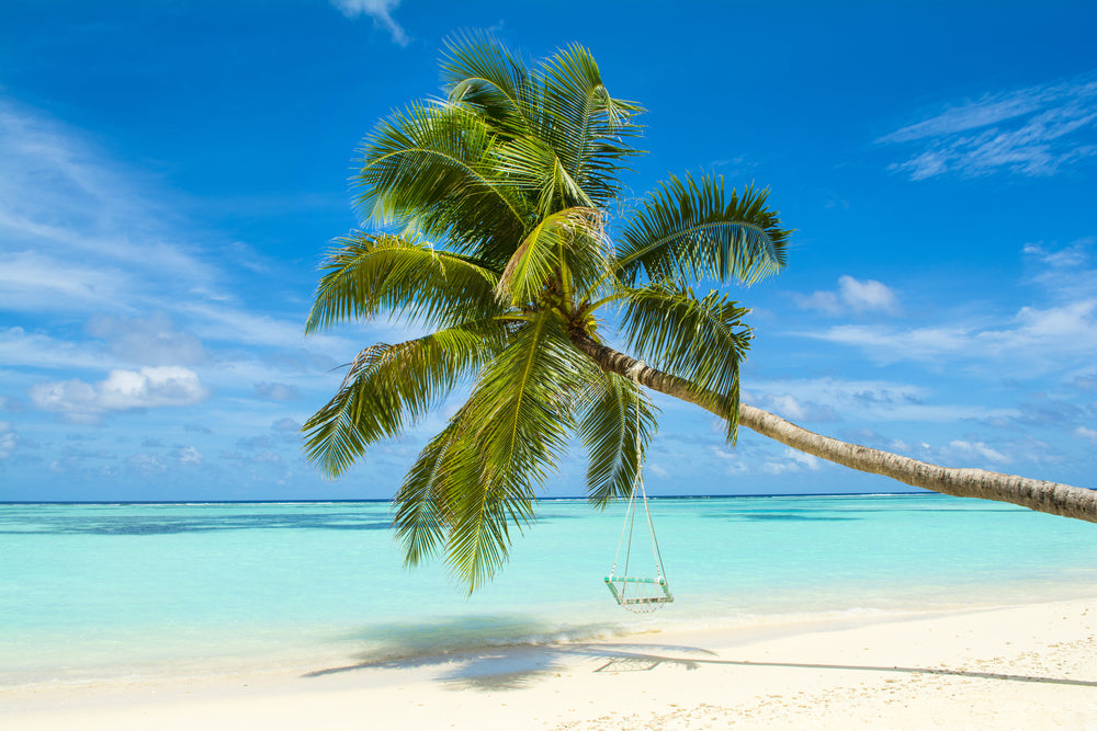 Palm Tree & Sea Scenery Photograph Print 100% Australian Made