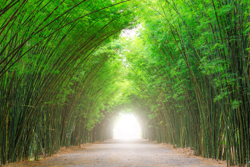 Road in Bamboo Forest Photograph Print 100% Australian Made