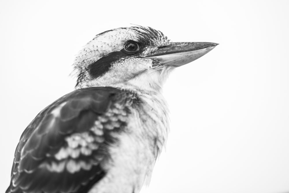 Kookaburra Bird B&W Photograph Home Decor Premium Quality Poster Print Choose Your Sizes