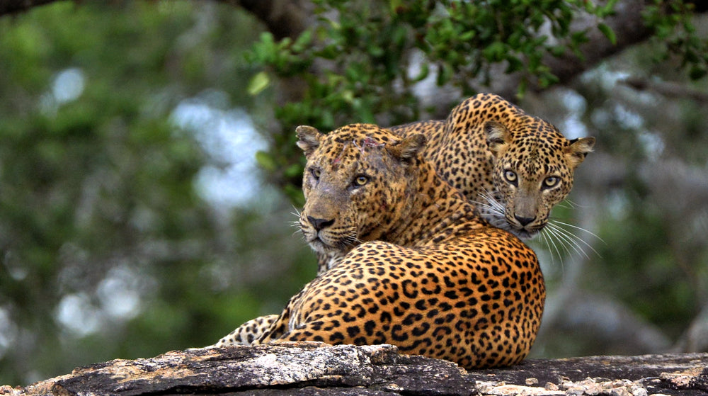 Leopards on Rock Photograph Home Decor Premium Quality Poster Print Choose Your Sizes