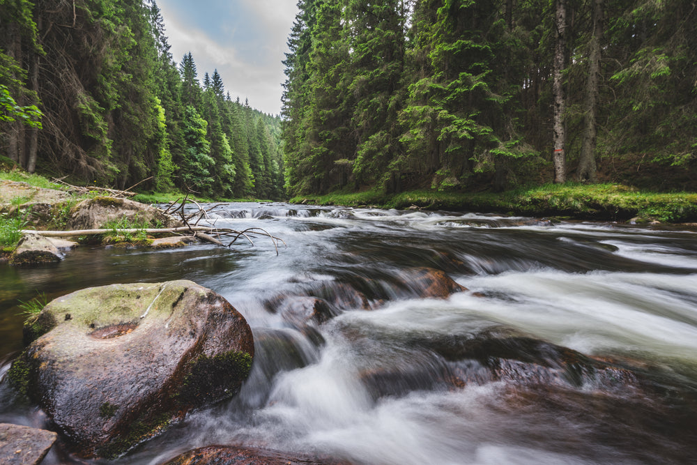 Water Stream in Forest Photograph Home Decor Premium Quality Poster Print Choose Your Sizes