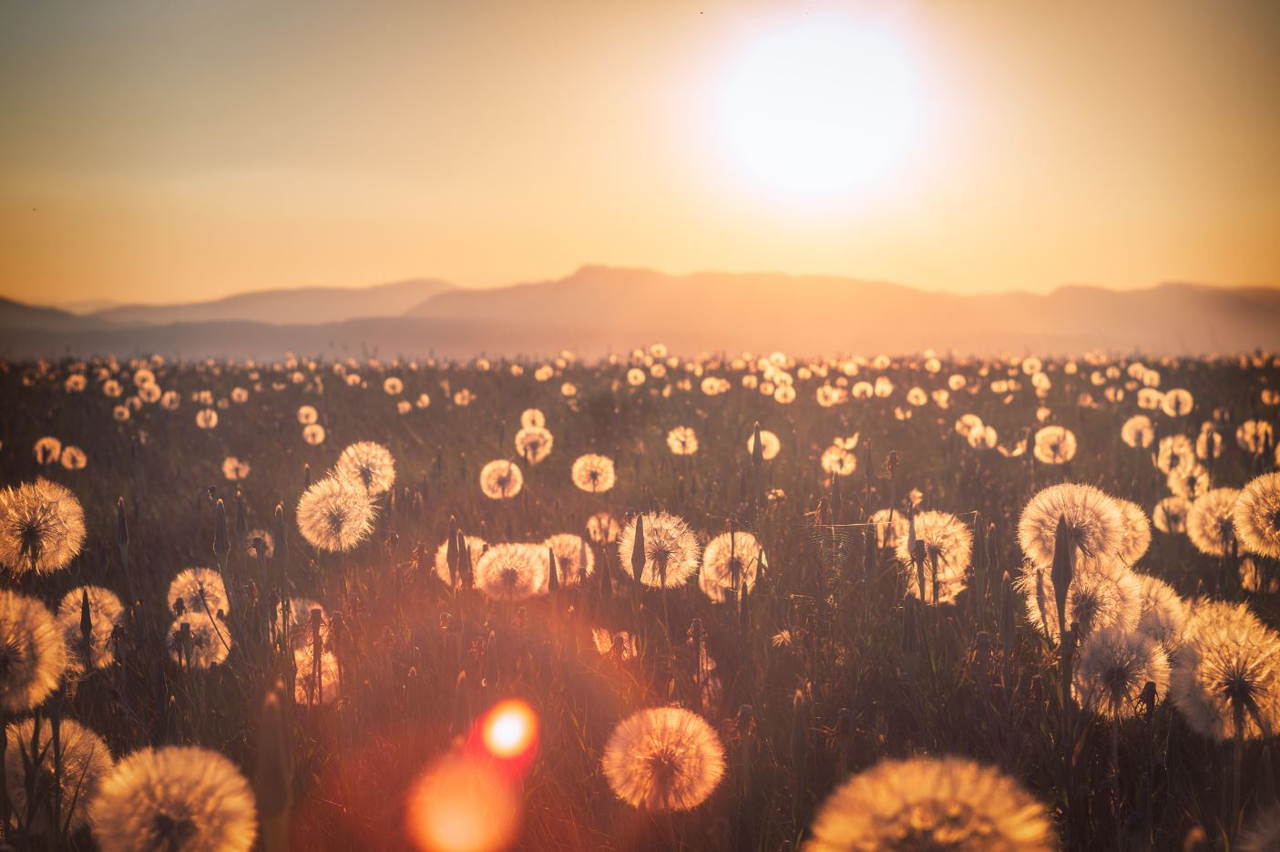 Dandelion Field Sunset Scenery Print 100% Australian Made