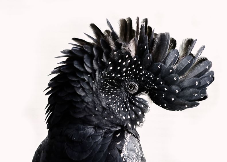 Red-tailed Black Cockatoo Bird Portrait Photograph Print 100% Australian Made