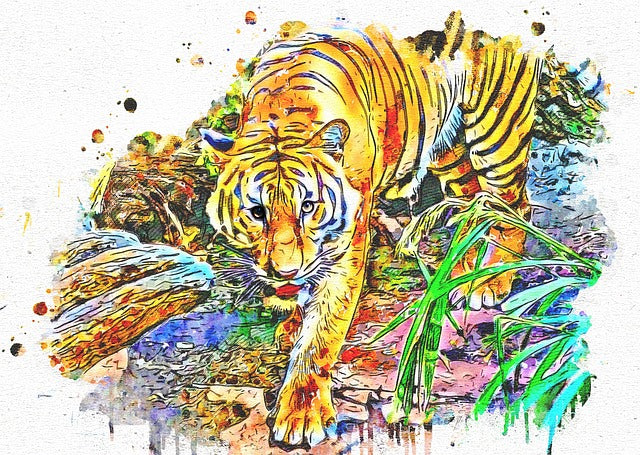 Tiger Walking Watercolor Painting Print 100% Australian Made