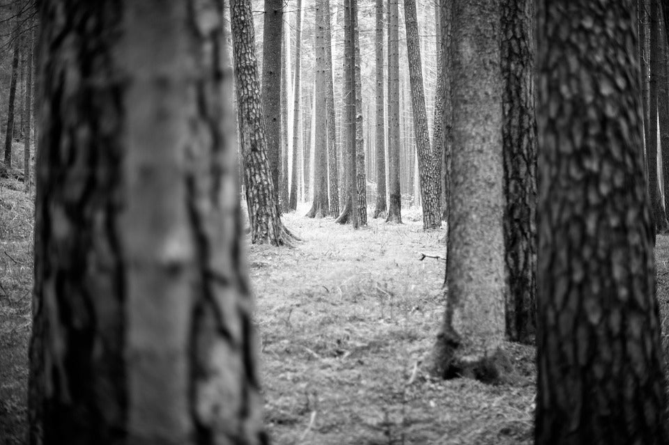 Tree Trunks View B&W Photograph Print 100% Australian Made