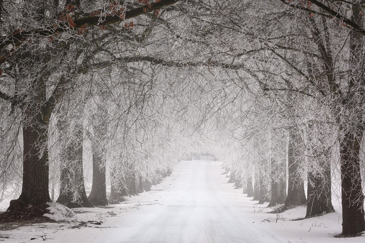 Snow Covered Forest Photograph View Print 100% Australian Made