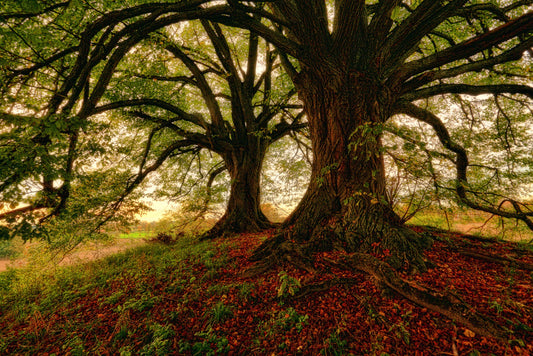 The Artistic Connection: Photography and Painting of Trees