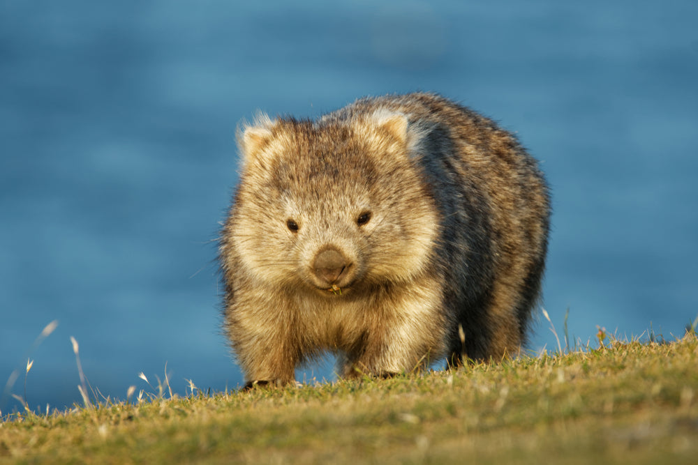 Wombats in Wall Art: Australia’s Adorable Underground Icon