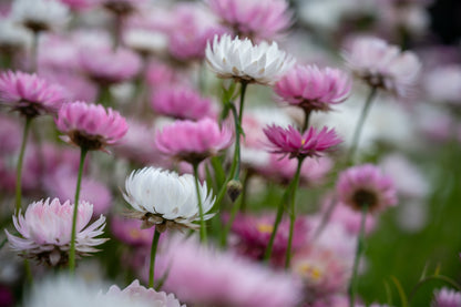 Australian Pink and White Paper Daisy Wall Art Decor 100% Australian Made