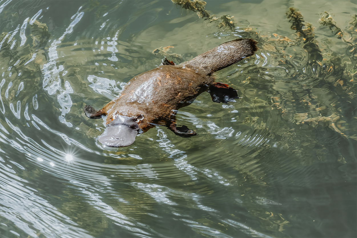 Platypus Eungella National Park Queensland Wall Art Decor 100% Australian Made