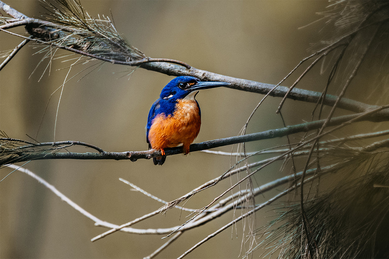 Azure Kingfisher Nature Wall Art Decor 100% Australian Made