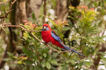 Crimson Rosella Queensland Wall Art Decor 100% Australian Made