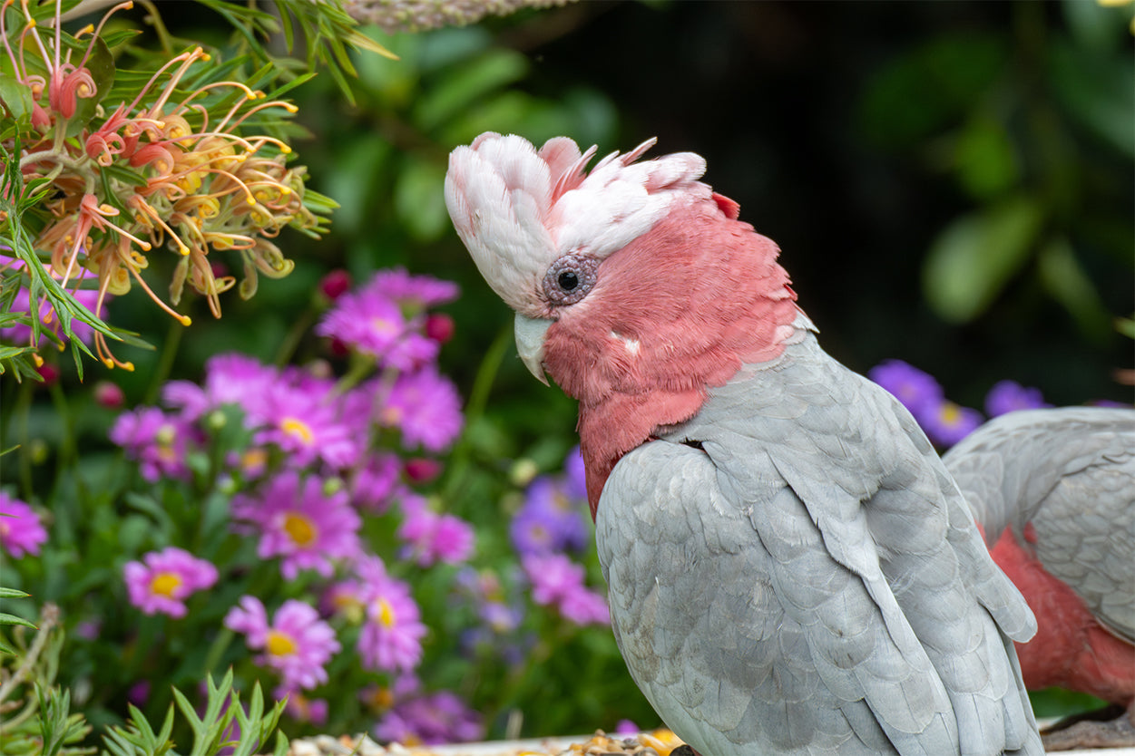Australian Native Galah Bird Wall Art Decor 100% Australian Made