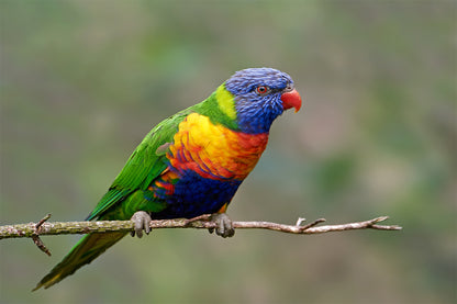 Rainbow Lorikeet Australia Wall Art Decor 100% Australian Made