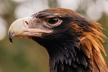 Wedge Tailed Eagle Australia Close Up Wall Art Decor 100% Australian Made