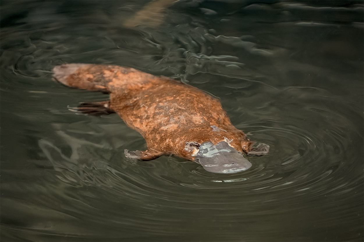 Platypus Eastern Australia Wall Art Decor 100% Australian Made