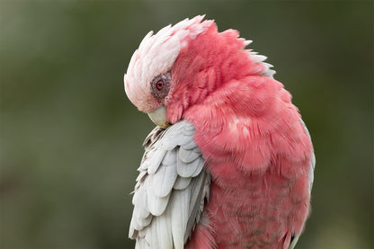 Galah Preening Feathers Gold Coast Queensland Wall Art Decor 100% Australian Made