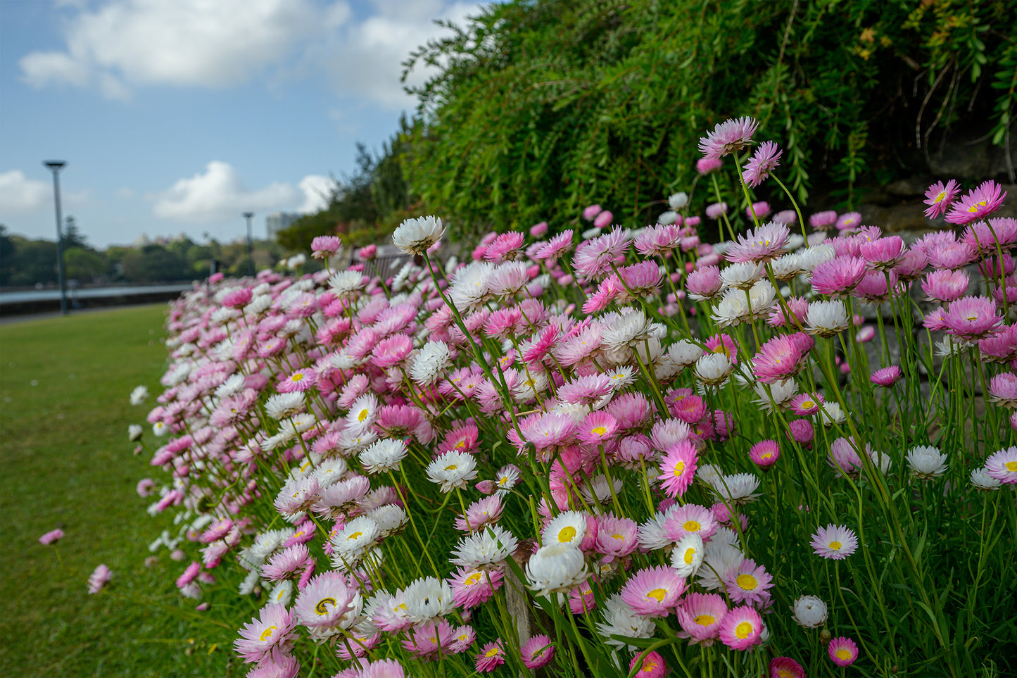 Australian Everlasting Paper Daisy Garden Wall Art Decor 100% Australian Made
