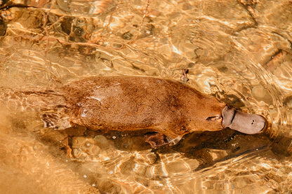 Platypus Tasmania Stream Wall Art Decor 100% Australian Made