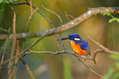 Azure Kingfisher Wall Art Decor 100% Australian Made