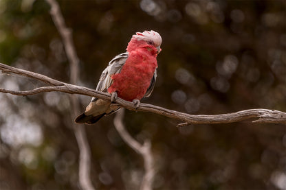 Cute Galah Australia Wall Art Decor 100% Australian Made
